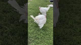 Хайбрид Конвертер  #деревня #animals #russianvillagelife #индюки #хайбрид #farmlife #turkey #ферма