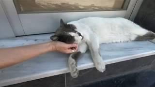 Cat with grey nose is sleeping in front of the window