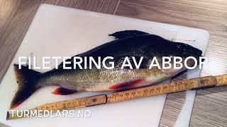 Filetering av Abbor / Fillet of Perch