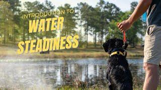 Introducing Your Duck Dog To Steadiness--On Water!