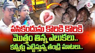 Palnadu Rats Incident | Father Emotional Words | Telugu Latest News Updates |  @sumantvtirupathi