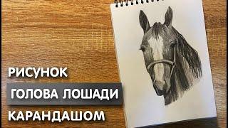 Как нарисовать голову лошади карандашом | Рисунок для начинающих поэтапно