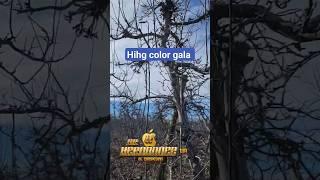 "High color gala como podar" #poda #huerta #manzana #appletrees #pruning #washington