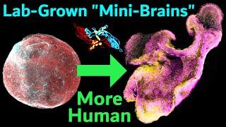 New Technique Makes Brain Organoids More Like Real Human Brains (Expanded Neuroepithelium Organoids)