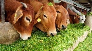 Rajasthan Government To Launch Cow Survey In State