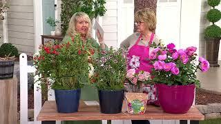 Girl Next Door 1-Piece Scentables Rose Live Plants on QVC