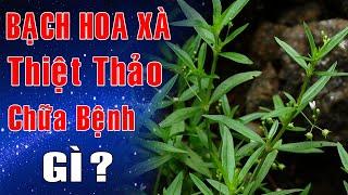 Cây Bạch hoa xà thiệt thảo chữa bệnh gì ? Những lưu ý khi sử dụng bạch hoa xà