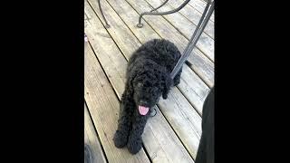 Barbet or French Water Dog 3 months