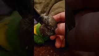 How to hypnotise a Senegal parrot