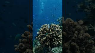 the vibrant corals of the Great Barrier Reef 🪸