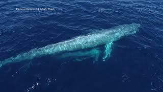 Stunning Drone Footage Captures Mom and Baby Blue Whales in San Diego