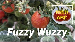 Tomate Fuzzy Wuzzy - Micro Dwarf