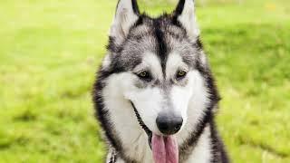 Alaskan Malamute: Charakter, Haltung und Pflege