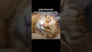 animais incrivelmente fofos ️