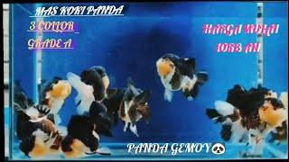 ORANDA PANDA 3 COLLOR BADAN BULAT GEMOY  #fypシ #ikanhias #maskoki #foryou #kokishorttail #dagoldfish