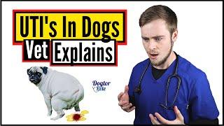 How To Treat Urinary Tract Infections (UTI's) In Dogs | Vet Explains