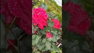 Beautiful blooming rose | beautiful nature | relaxing music | mind fresh relaxing music #relaxing .