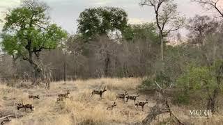 Lion Sands -  'Hare raising' Wild Dog Hunt