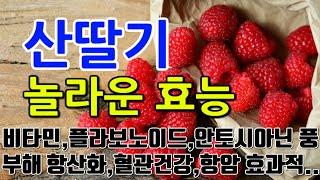 [산딸기 효능] "산딸기 속 항산화물질의 놀라운 힘" 면역력 촉진과 감기 예방의 파트너, 건강한 삶을 위한 완벽한 선택