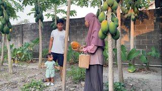 Petik Pepaya di Kebun, Masak Tumis Pepaya Muda & Dadar Telur