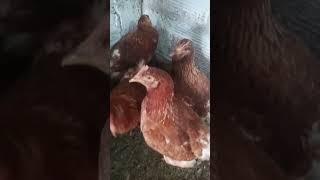 es el momento de tener gallinas ponedoras en tu casa emprende un nuevo emprendimiento con gallinas