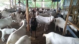 Đời sống về chăn nuôi dê - Ù sáng nuôi dê