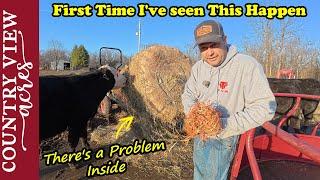 We Start to Build Oak Bookcase, but Breakdown.  Bad Hay Bale.  First Time I've seen this Happen