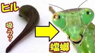 【教育動画】ヤマビル（吸血ヒル）はカマキリの体液を吸うのか？