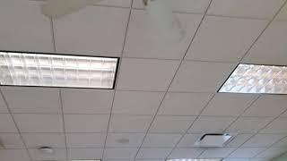 Golden Fan Electric Fan Co. Ceiling Fans at Citizens Bank.