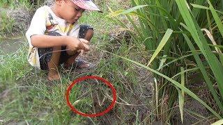 Ridwan Mancing belut Di sawah