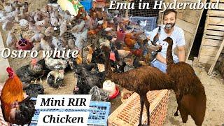 Emu Birds in Hyderabad at IR desi farm's | giriraja desi murgiya ostro white chicken & Sonali murgi