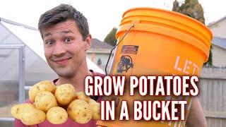 How to Grow POTATOES in a 5 GALLON BUCKET!