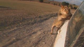 Male Lions Attack a Car | Can You Outrun a Lion? | Lion Attack