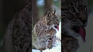 Rare Lynx Grooming in Snowy Blueberry Patch | Wild Cat Winter Behavior