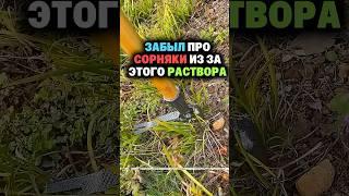 Забыл про сорняки из за этого раствора #сад #огород #дача #рассада #урожай #сорняки