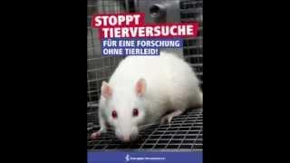 Schmerzensschreie einer Ratte