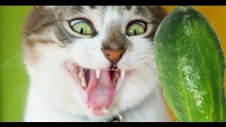 Cats afraid of cucumber (compilation)