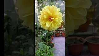 Beautiful yellow Flower|| Flower Gardening||