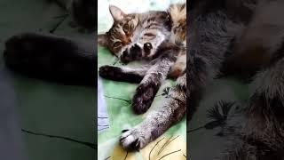 #кот #полосатый #простой #юмор #кошечка