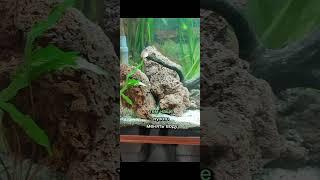 Как часто нужно менять воду в аквариуме #аквариум #рыбки #аквариумистика #aquascapeaquarium