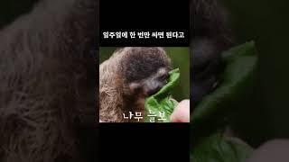 나무늘보의 신기하고 특이한 5가지 사실#shorts