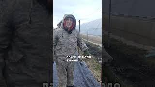 Самый быстрый способ укрытия винограда #виноградник #виноделие #винограднадаче