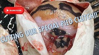 SPECIAL PIED CLUTCH CUTTING !!!