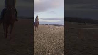 seriously. Get. Out. Mah. Face.🫤 #horses #horseriding #equestrian #animals