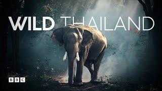 Wild Thailand | BBC Select