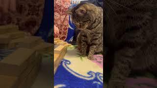 #cat #видосыоткота #кот #прикольныекоты #котик #веселыекоты #юмор #красиваякошка #топ #моякошка