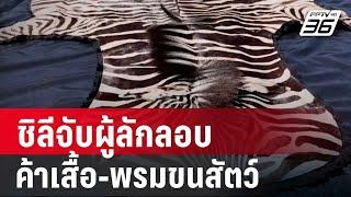 ชิลีจับผู้ลักลอบค้าเสื้อ-พรมขนสัตว์ | เข้มข่าวค่ำ | 8 มี.ค. 68