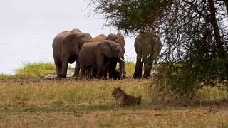 A group of elephants distracts the lion-hunting.