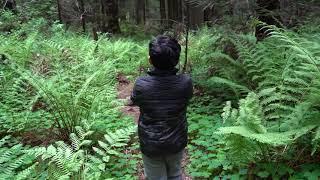 One of the short loop trails at the Humboldt Redwood State Park