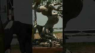 Bonsai serut meliuk istimewa best in class